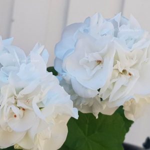 Blomkrukan Liam ROTAD äldre ev toppad