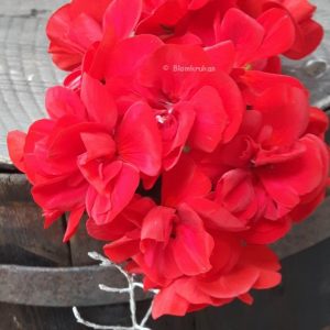 Blomkrukan ROSE – ROTAD