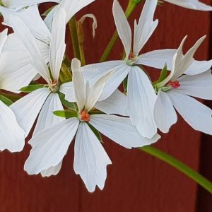 Blomkrukan SNOWSTORM – ROTAD