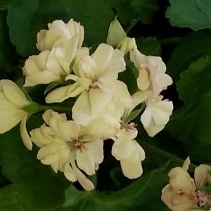 French Vanilla gulblommande – ROTAD