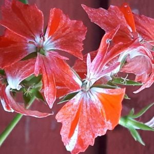 Blomkrukan CRACKER – OROTAD topp el stamstickling