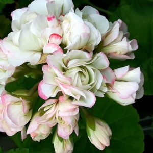 April Snow rosenknopp – ROTAD