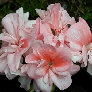 Blomkrukan IDA ROTAD