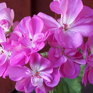 Blomkrukan JUNI – OROTAD topp el stamstickling