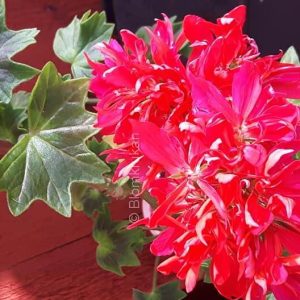 Blomkrukan Karina – OROTAD topp el stamstickling