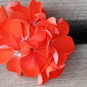 Blomkrukan Stripes – OROTAD topp el stamstickling