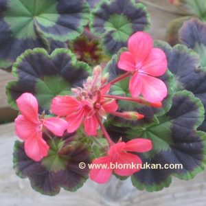 Black Jubilee rosa blommor brokbladig – OROTAD topp el stamstickling