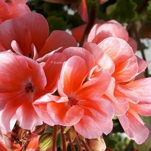 Blomkrukan WISH – (vi rotar upp efter beställning)