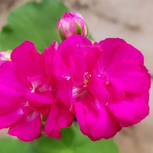Bold Minstrel – OROTAD topp el stamstickling