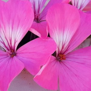CALIENTE PINK Årets pelargon 2016 – 1 FRÖ