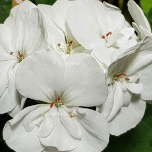 Cato – vita blommor OROTAD top el stamstickling