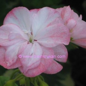 Cook´s Peach Blossom – OROTAD topp el stamstickling Minsta ordergräns 150kr