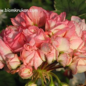 Exotic Appleblossom – OROTAD toppstickling el stamstickling