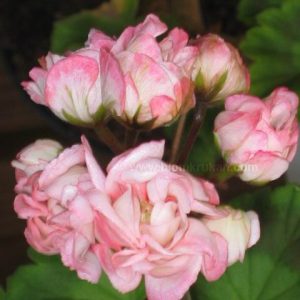 Fischers Appleblossom Rosenknopp – OROTAD topp el stamstickling