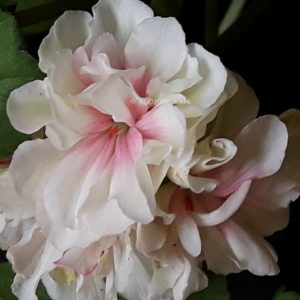 Flyinges Mormor Kerstin – OROTAD topp el stamstickling