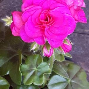 Great balls of Fire Violett Blue – ROTAD