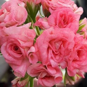 Graingers Antique Rose – OROTAD topp el stamstickling