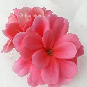 Hängpelargon rosa dubbel ROTAD