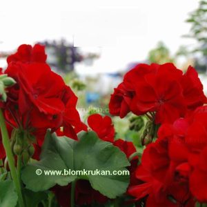 Kärleks pelargon syn Calliope Dark Red – OROTAD topp el stamstickling