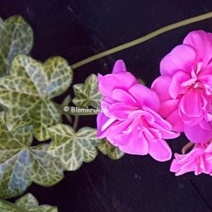 Laced Sugar Baby Häng ROTAD