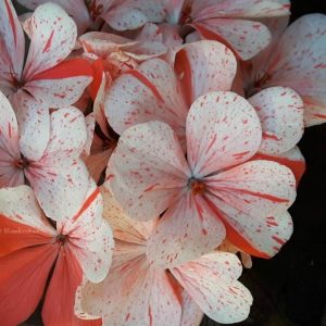Blomkrukan Morya röd från Lappland – OROTAD topp el stamstickling