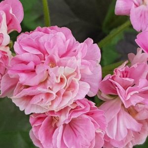 Odensjö Made In Sweden Nejlikblommande – OROTAD topp el stamstickling