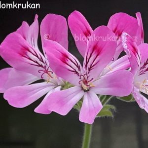 Pink Capitatum Doftpelargon – OROTAD topp el stamstickling Minsta ordergräns 150kr