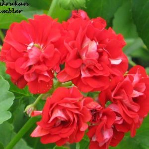 Red Rambler – Rosenknopp – OROTAD topp el stamstickling – Gammal sort!