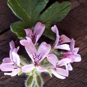 Robers Lemon Rose – Doftpelargon med doft av ros/citron ROTAD äldre flergrenad