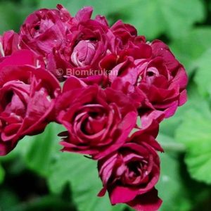 Rose of Bulgaria OROTAD topp el Stam stickling