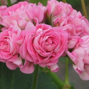 Australian Pink Rambler Rosenknopp – Rotad äldre toppad tidigare flera grenar pg