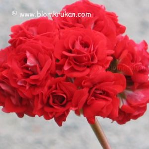 SUMMER ROSE TINA/ TINA ROSEBUD – OROTAD topp el stamstickling Minsta ordergräns 150kr